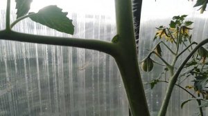 Удаление листьев у индетерминантных томатов