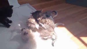 Котята