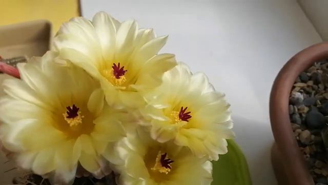 Цветёт Notocactus submammulosus #cactus #цветёт кактус #цветение
