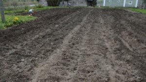 Культиватор для минитрактора в деле