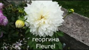 Георгины : Какие сорта выбрать? Георгина Флеурел - ШОК!