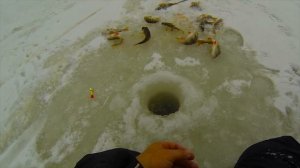 Первый лёд зимняя рыбалка | Косим окуня на блесну и балансир!