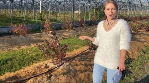 Чем и как удобрять голубику? Осенняя и весенняя подкормка