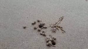 крабики