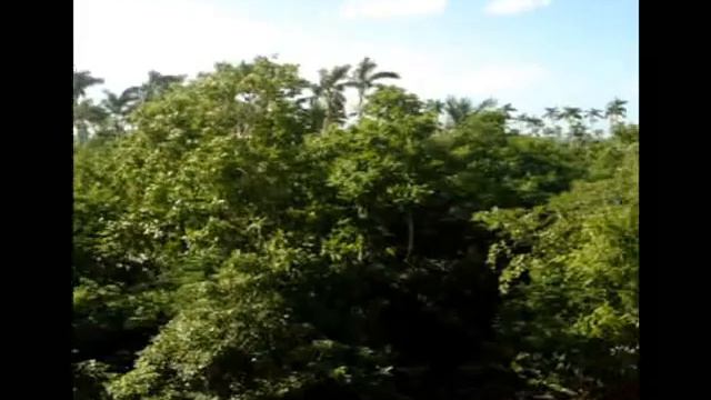 Jamaica 2007, Royal Palm Reserve смотреть онлайн