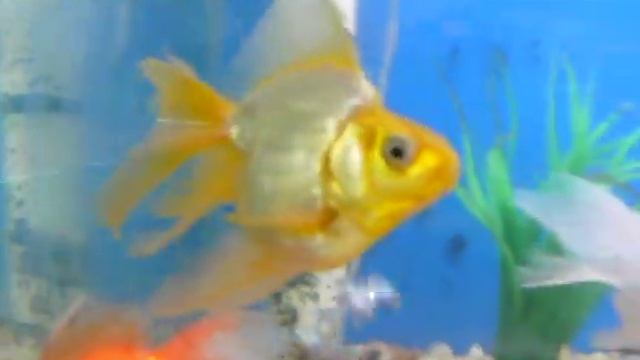 Green Ryukin смотреть онлайн