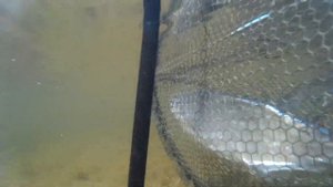 Влияние луны на клев рыбы и разочарование рыбаков.