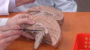 Промежуточный мозг на схеме и муляже.