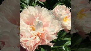 пион Нельдас Джой - 2, peony Nelda's Joy Июнь 2020г., г.Кировск, ленинградской обл.(Видео 2)