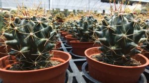 Hamatocactus hamatacanthus Knuth 仙人掌圖鑑 大虹