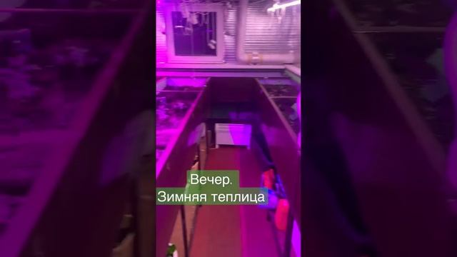 Зимняя теплица #зимняятеплица #теплицазимой #теплицыизполикарбоната