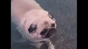 МОПСЫ КУПАЮТСЯ!! Приколы с мопсами!