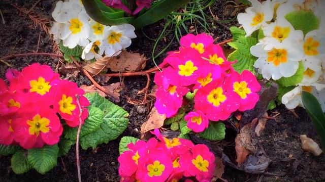British Spring Blossoms - Pink, White Hyacinth Clusters & Primrose #primrose #hyacinth #gardening смотреть онлайн