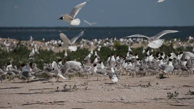 Крик чайки смотреть онлайн