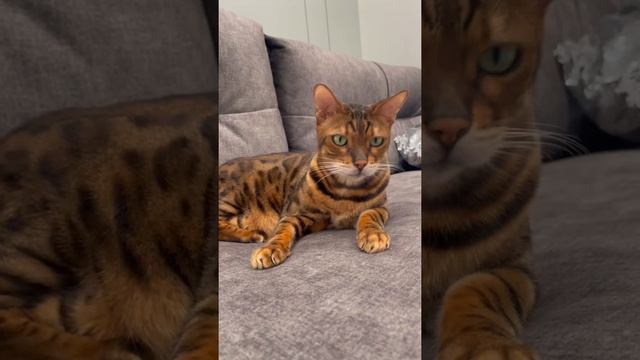 Куча мыслей в голове 🤫😀#бенгал #бенгальскаякошка #бенгальскийкот смотреть онлайн