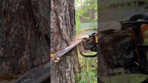 Валка деревьев с оттяжками