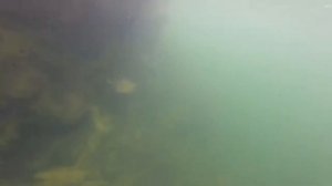 Монаховский карьер. Нижняя Крынка. Подводная съёмка.