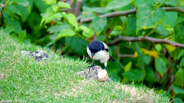 Исцеляющая музыка для снятия стресса, усталости, депрессии, негатива, детоксикации негативных эмоци смотреть онлайн