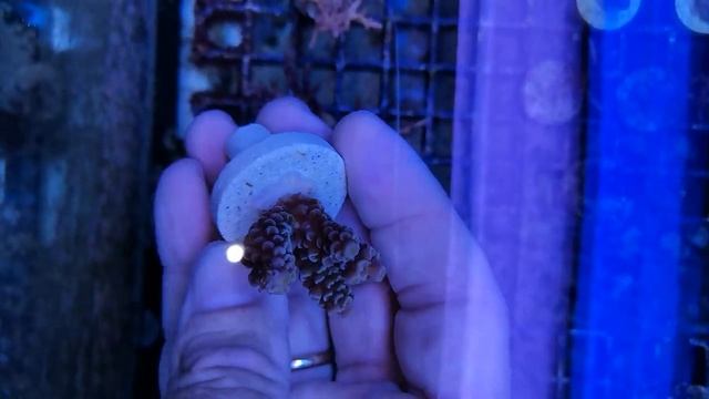 Acropora spathulata-indo-3 coral gandalf смотреть онлайн