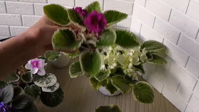 Фиалочная терминология: детка, стартер, взрослое растение. смотреть онлайн