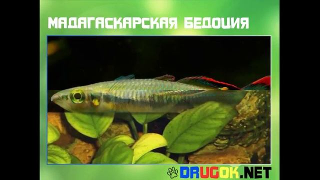 Мадагаскарская бедоция