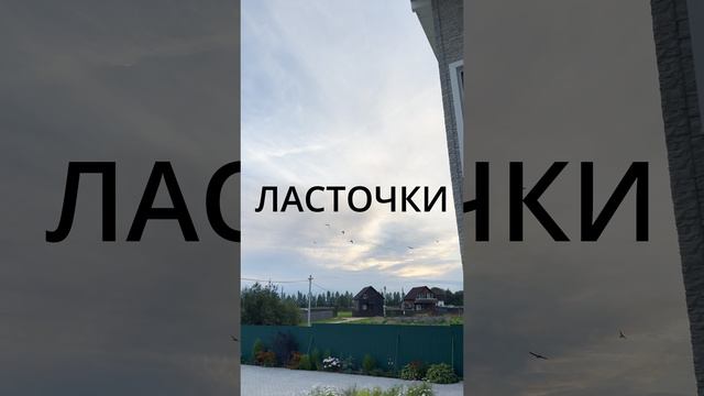 Ласточки сходят с ума #птицы