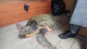 Морская черепаха