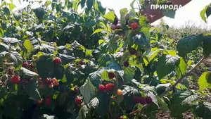 Малина Красная Гвардия