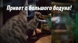 Привет с большого бодуна #смешныекоты