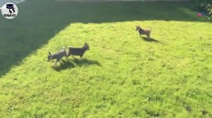 ✔ Аляскинский кли-кай - миниатюрная копия сибирского хаски