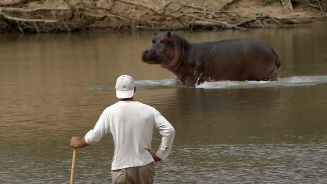 "Zоопарк": "Дикий Фрэнк в Африке" смотреть онлайн