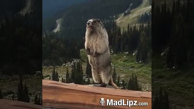 Этот бобёр кричит не известно что армаге смотреть онлайн