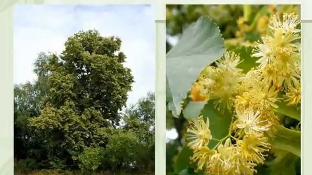 Разнообразие, распространение и значение растений.AVI