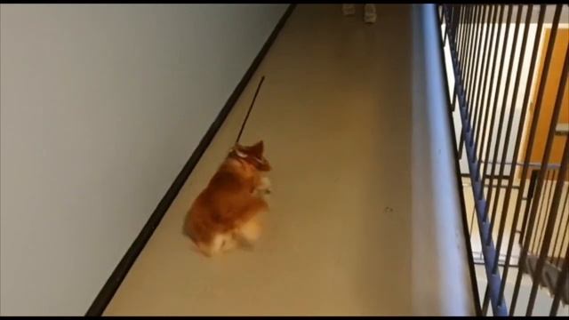 Собака учится ходить по лестнице смотреть онлайн