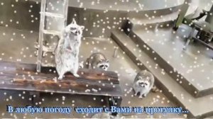 Замечательный енот