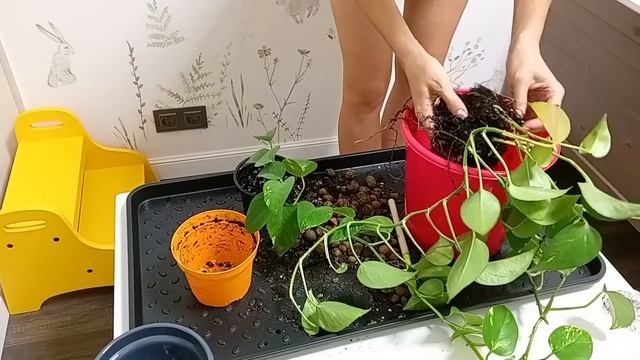 ✨ЦВЕТОЧНЫЙ ВЛОГ?Мои комнатные растения?Пересадка комнатных растений?Комнатные цветы секреты ухода