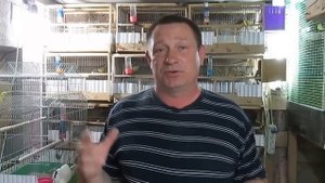 #Канарейки, ответы на вопросы ч.2