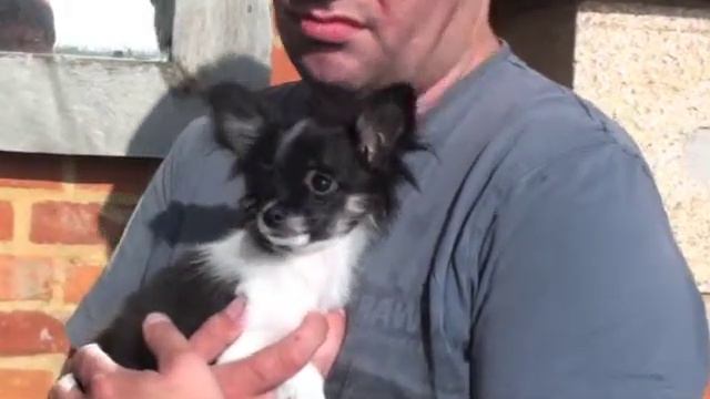 Bolkshof Chihuahua tricolor reutjes смотреть онлайн