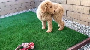 Смешные видео с котиками и собачками #3