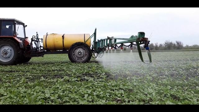 СИЛЬНЕЙШЕЕ ЗАСОРЕНИЕ СЛАДКОЙ КУКУРУЗЫ! "ВНЕСЕНИЕ ГЕРБИЦИДА СТЕЛЛАР"