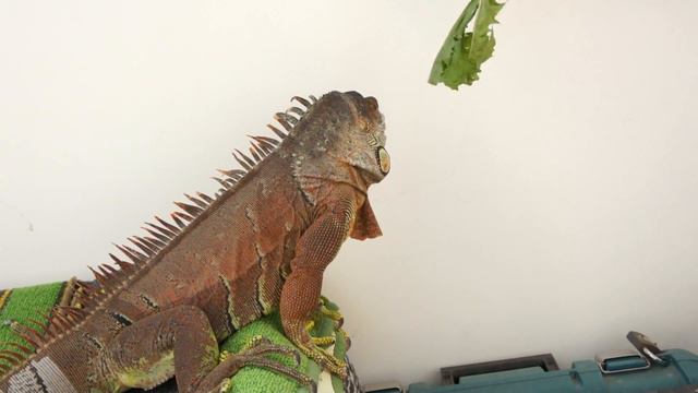 Игуана с рук ест одуванчик смотреть онлайн
