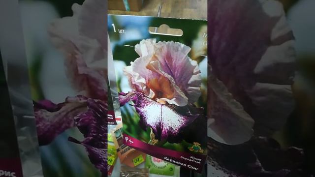 Ирисы бородатые смотреть онлайн