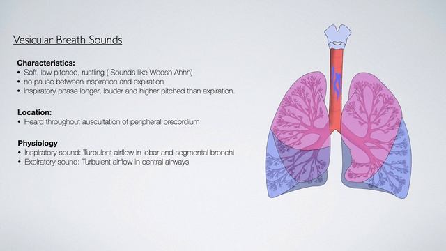 Lung sounds for beginners: Vesicular and Bronchial breath sounds #lungsounds смотреть онлайн