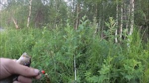 Рыбалка в Карелии на таежной реке, щука, окунь на спиннинг
