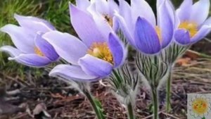 первоцветы