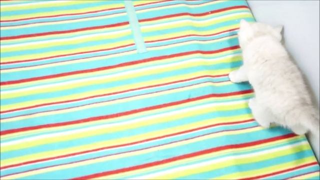 Британские котята (шиншилла)