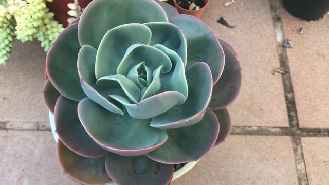 Mi Echeveria Mandala y cómo la estoy cuidando este invierno смотреть онлайн