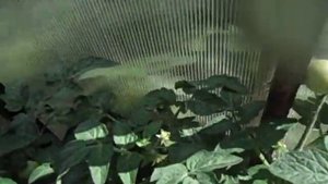 САМЫЕ СКОРОСПЕЛЫЕ СОРТА ТОМАТОВ ЯБЛОКИ НА СНЕГУ И РЕНЕТ.  Видео Ольги Черновой