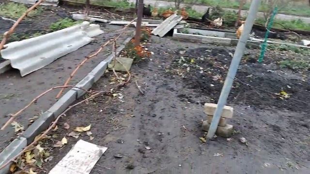 Березовый деготь/ Спасаю виноград от мышей  / Укрытие винограда/Saving grapes from mice