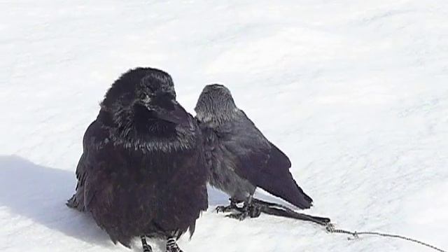 Галка Торин и ворон Камра / The jackdaw Thorin and raven Kamra